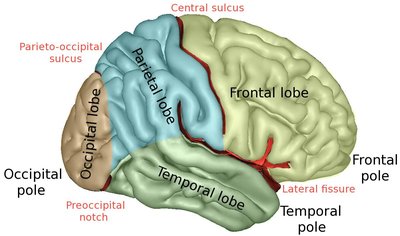 Lobes Of The Brain