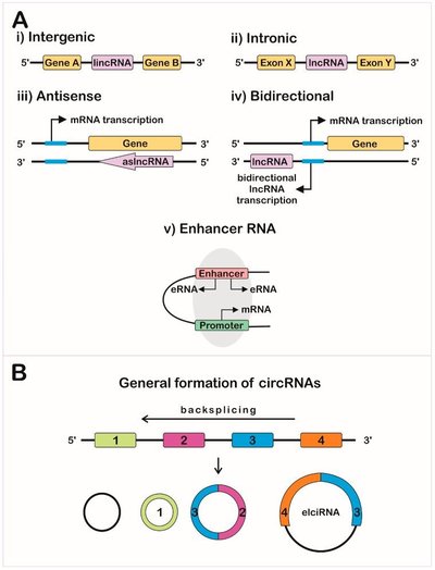Long Non-Coding Rna