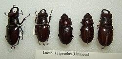 Lucanus Capreolus