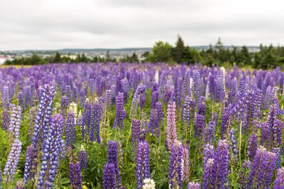 Lupinus