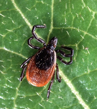 Lyme disease