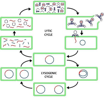 Lytic Cycle
