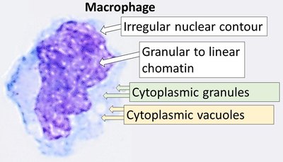 Macrophage