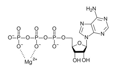 Magnesium in biology