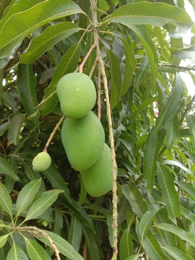 Mangifera Indica