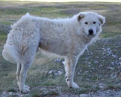 Maremmano-Abruzzese Sheepdog