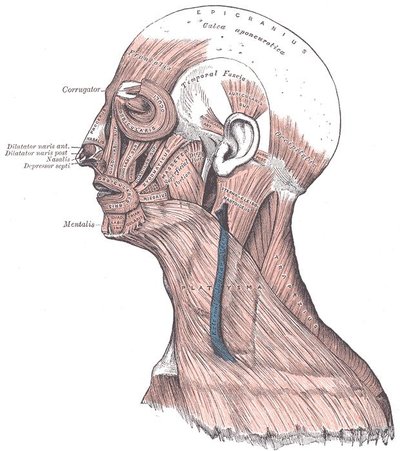 Masseter Muscle
