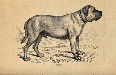 Mastiff