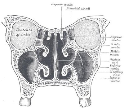 Maxillary Sinus