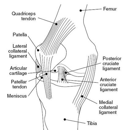 Medial Collateral Ligament