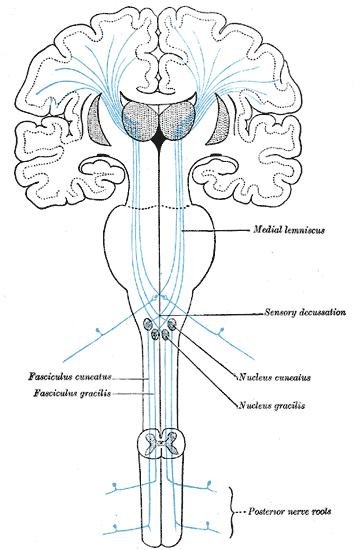 Medial Lemniscus