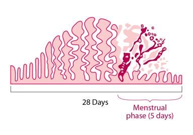Menstruation