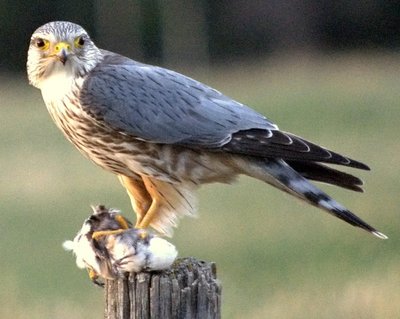 Merlin (bird)