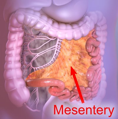 Mesentery