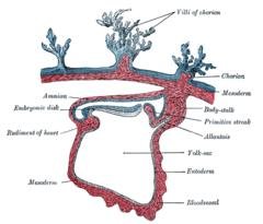 Mesoderm