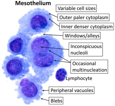 Mesothelium