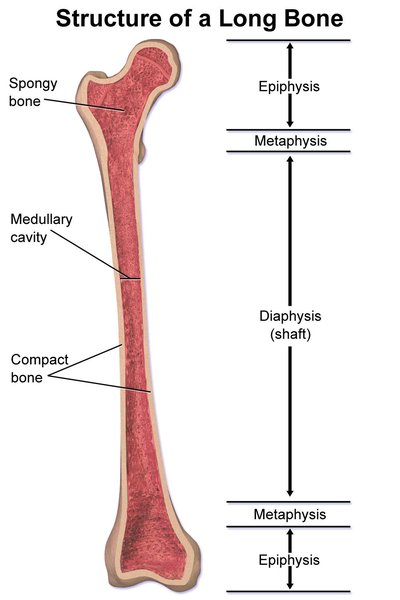 Metaphysis