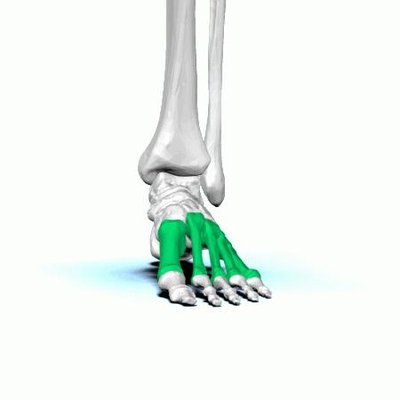 Metatarsal Bones
