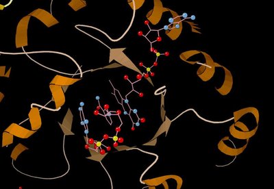Methylenetetrahydrofolate Reductase