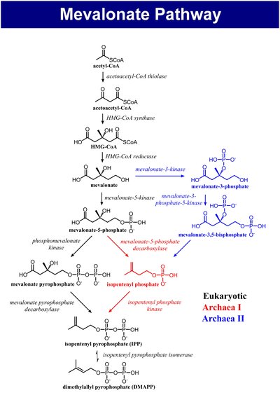 Mevalonate Pathway