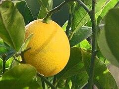 Meyer lemon