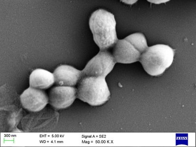 Micrococcus Luteus