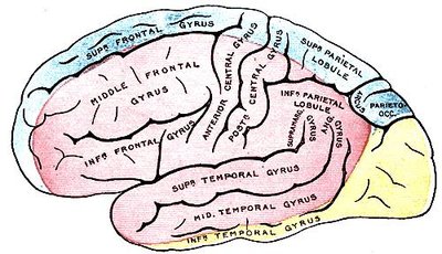 Middle cerebral artery syndrome