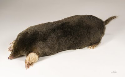Mole (Animal)