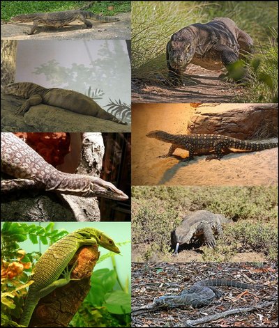 Monitor Lizard