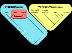 Monophyly