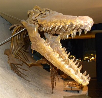 Mosasaur