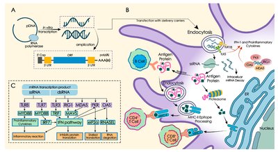 Mrna Vaccine