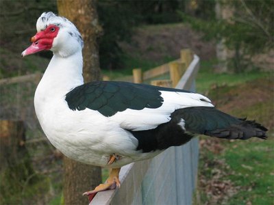 Muscovy duck