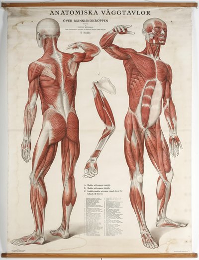 Muscular system
