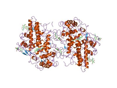 Myeloperoxidase