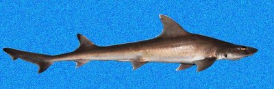 Narrowfin smooth-hound