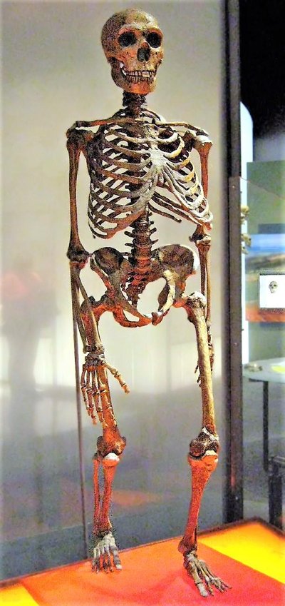 Neanderthal anatomy