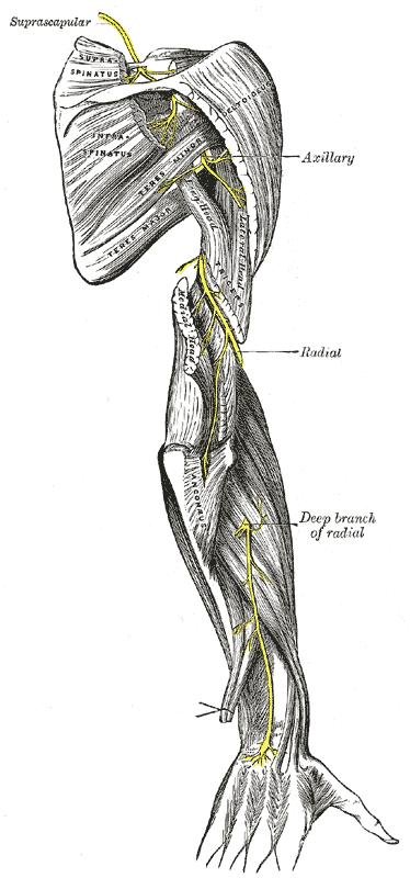 Nerve Compression Syndrome