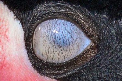 Nictitating Membrane