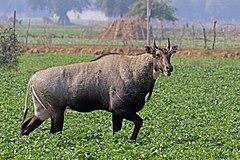 Nilgai