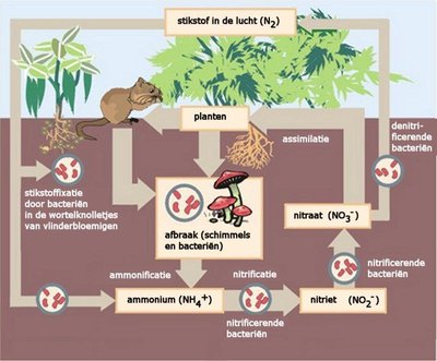 Nitrogen Cycle