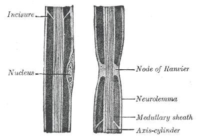 Node Of Ranvier