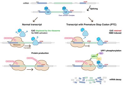 Nonsense-Mediated Decay
