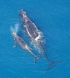 North Atlantic Right Whale