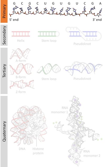 Nucleic Acid Sequence