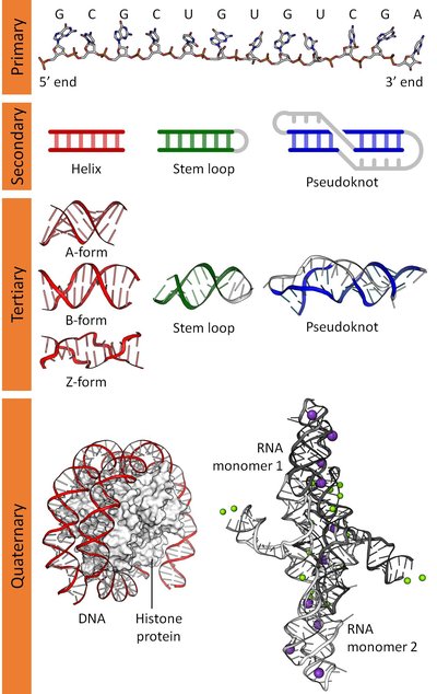 Nucleic Acid Structure