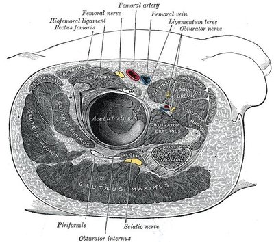 Obturator Nerve