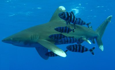 Oceanic whitetip shark