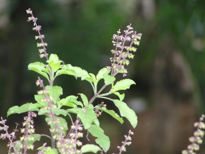 Ocimum Tenuiflorum