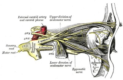 Oculomotor Nerve
